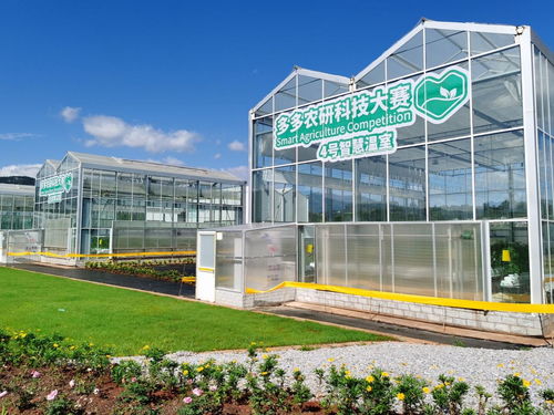 拼多多携手联合国粮农组织，以智慧农业技术赋能中国农户